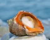 Морской гребешок